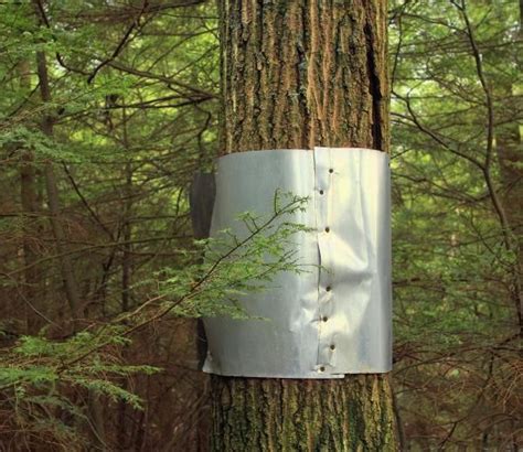 how to put sheet metal around a tree|sheet metal placement around trees.